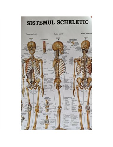 Scheletul Uman - ACC | Editura Callisto