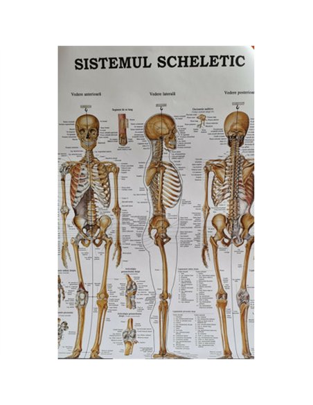 Scheletul Uman - ACC | Editura Callisto